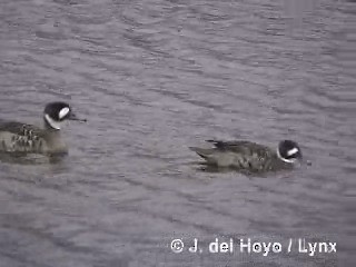 Spectacled Duck - ML201284921