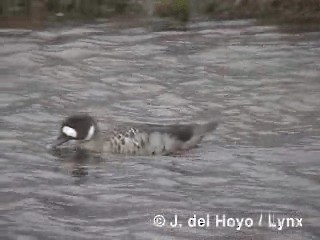 Spectacled Duck - ML201284931