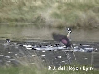 Spectacled Duck - ML201284951