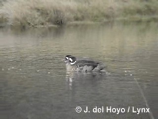 Spectacled Duck - ML201284961