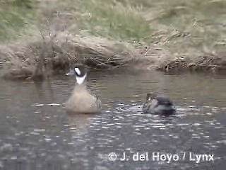 Spectacled Duck - ML201284971