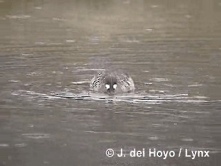 Spectacled Duck - ML201284981