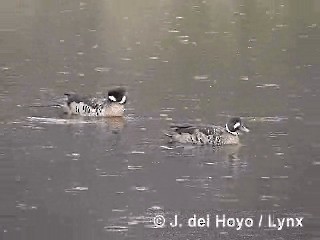 Spectacled Duck - ML201284991