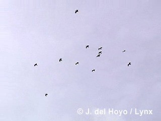 ibis laločnatý - ML201285281