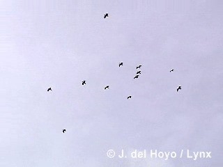 Black-faced Ibis - ML201285281