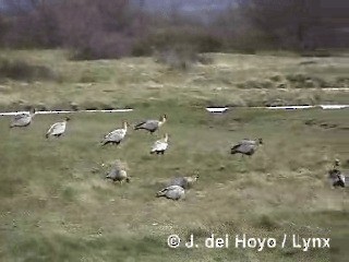 ibis laločnatý - ML201285291