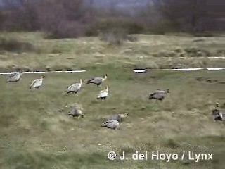 Black-faced Ibis - ML201285291