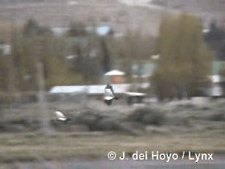 Black-faced Ibis - ML201285301