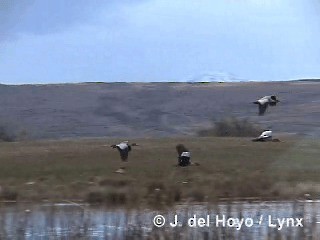 Black-faced Ibis - ML201285311