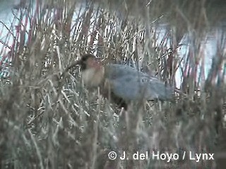 Bandurria Austral - ML201285331