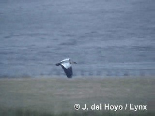 ibis laločnatý - ML201285351