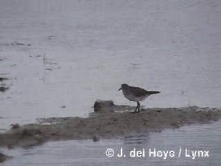 White-rumped Sandpiper - ML201285371