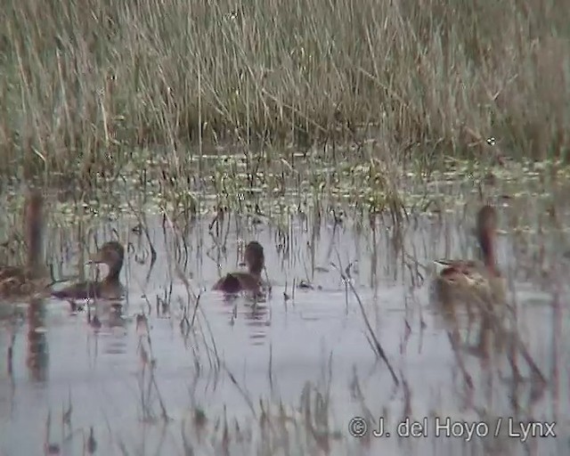 Yellow-billed Pintail (South American) - ML201285541