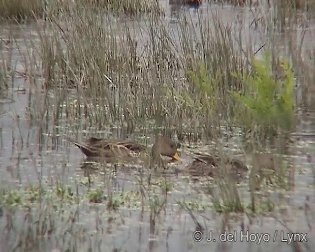 Yellow-billed Pintail (South American) - ML201285551