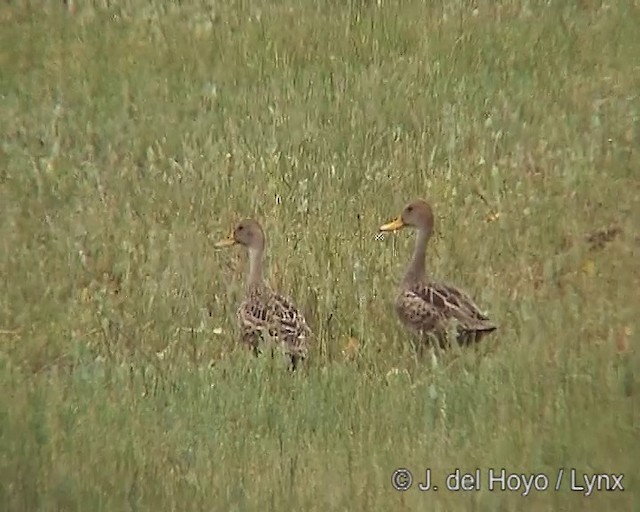 Yellow-billed Pintail (South American) - ML201285561