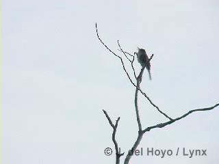 La Sagra's Flycatcher - ML201285571