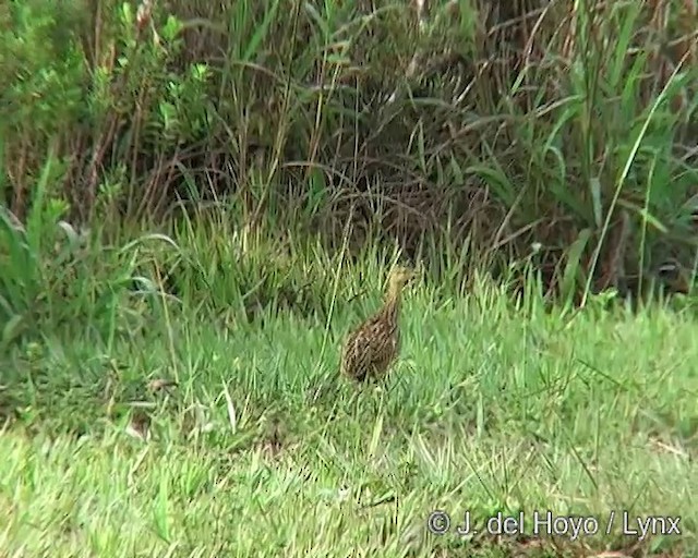 Tinamou tacheté - ML201285581