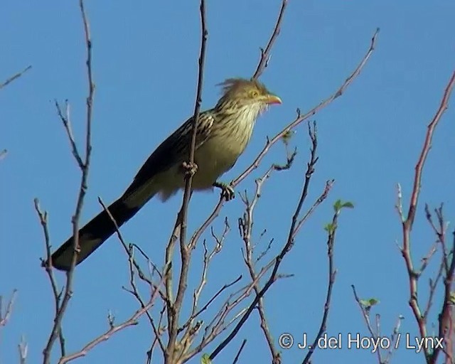 Guira Cuckoo - ML201285611