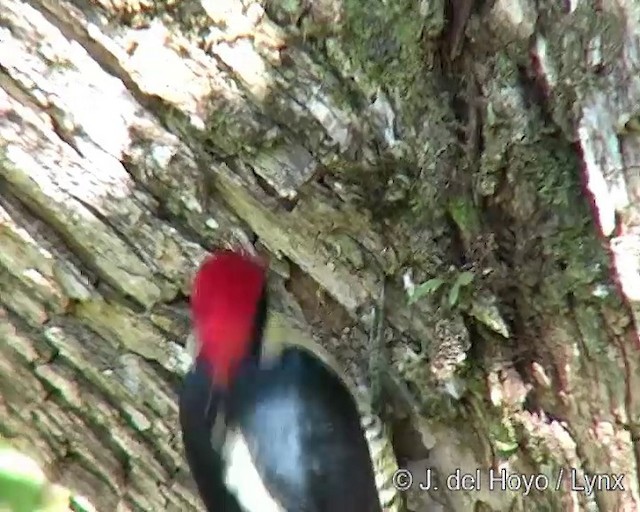 Yellow-fronted Woodpecker - ML201285641