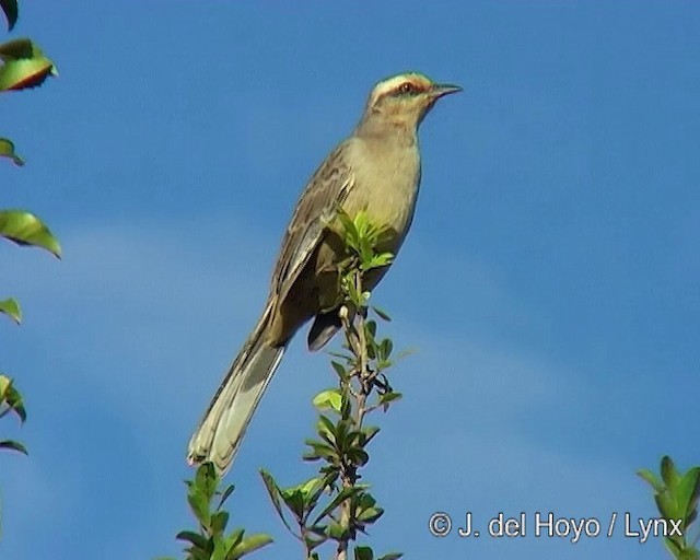 Chalk-browed Mockingbird - ML201285661