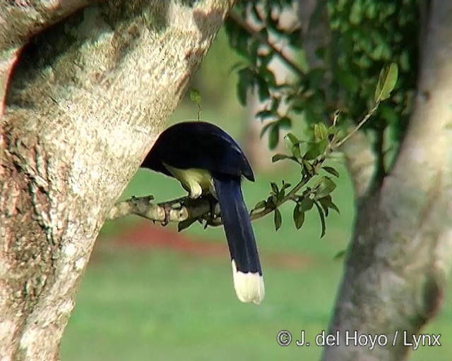 Plush-crested Jay - ML201285671