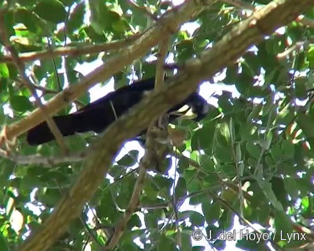 Red-rumped Cacique - ML201285681