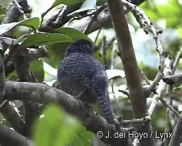 Fasciated Antshrike - ML201285721