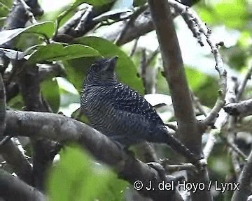 Fasciated Antshrike - ML201285731