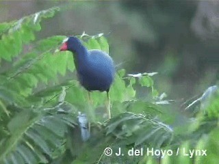 Purple Gallinule - ML201285941