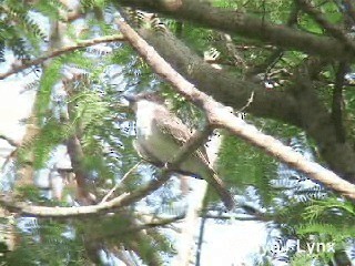 Giant Kingbird - ML201285971