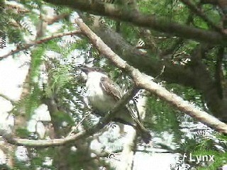 Giant Kingbird - ML201285981