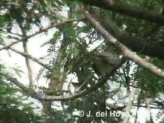 Giant Kingbird - ML201285991