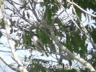 Giant Kingbird - ML201286001