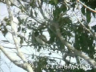 Giant Kingbird - ML201286011