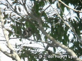 Giant Kingbird - ML201286031