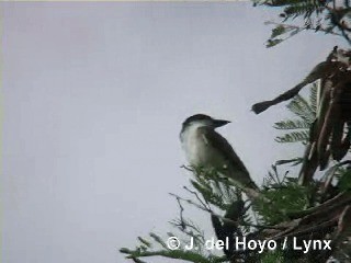 Giant Kingbird - ML201286041