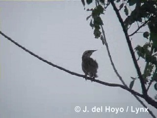 Eastern Meadowlark (Cuban) - ML201286051