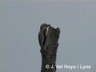 Carpintero Tajá - ML201286171