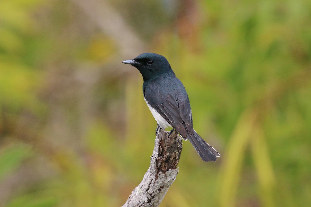 Melanesian Flycatcher - Tommy Pedersen
