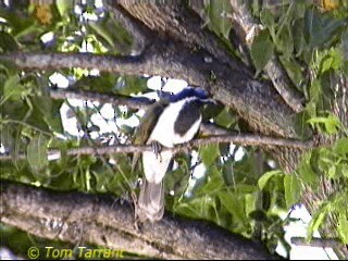 Blue-faced Honeyeater (Blue-faced) - ML201286231