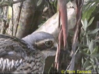 Bush Thick-knee - ML201286251