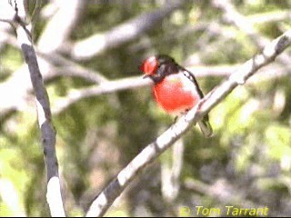 Red-capped Robin - ML201286281