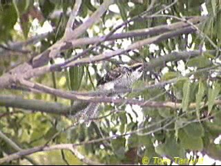 Pacific Koel (Australian) - ML201286301