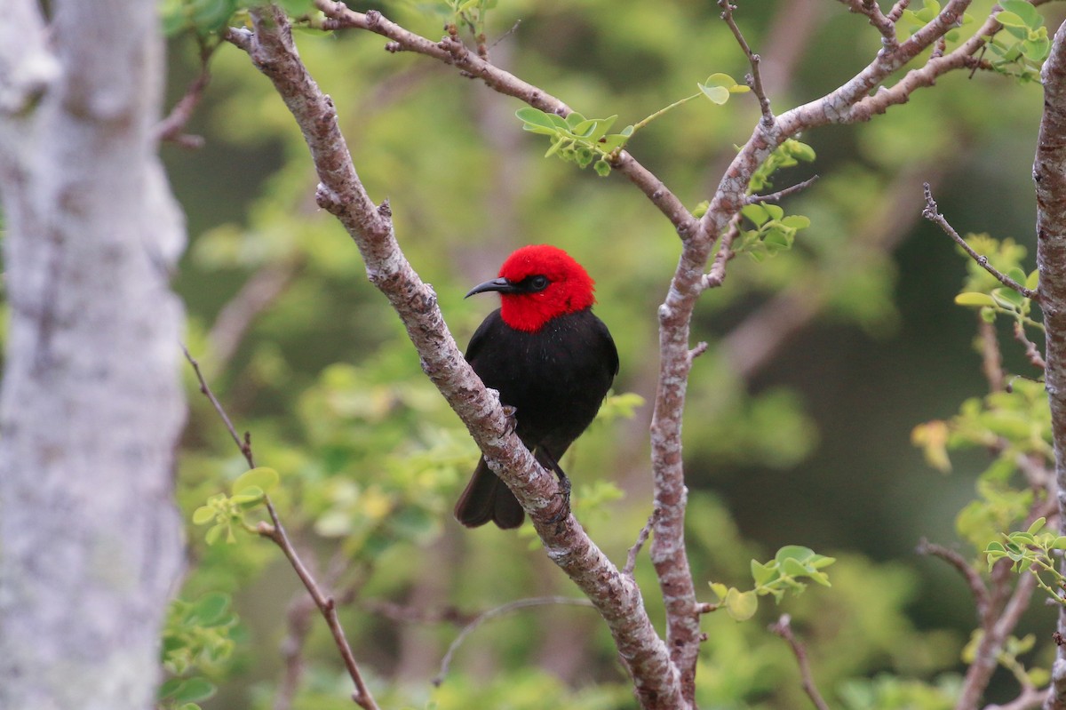 Cardinal Myzomela - ML20128631