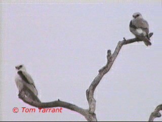 Letter-winged Kite - ML201286321