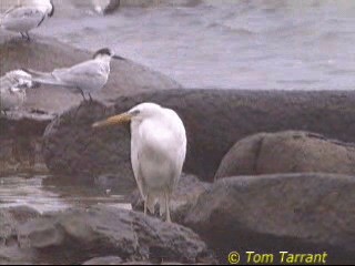 Aigrette sacrée - ML201286351