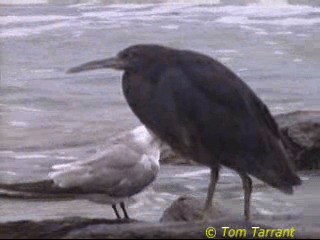 Pacific Reef-Heron - ML201286361