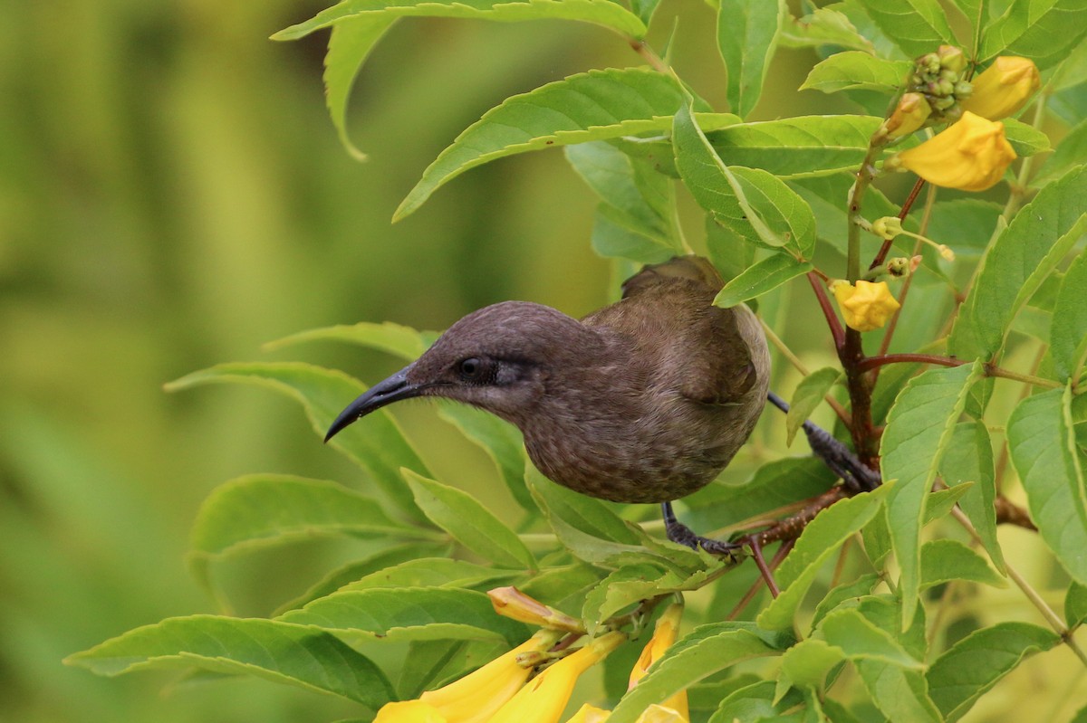 Dark-brown Honeyeater - Tommy Pedersen