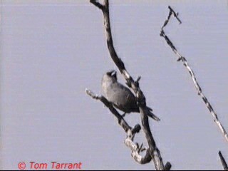 Black-faced Woodswallow (Black-vented) - ML201286431