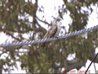 Pallid Cuckoo - ML201286441